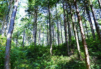 One of the forests used by the Okayama Corporation to generate J-Credits